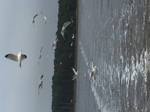 Susan had this flock of seagulls that followed us all afternoon....